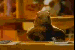 :marmotte: